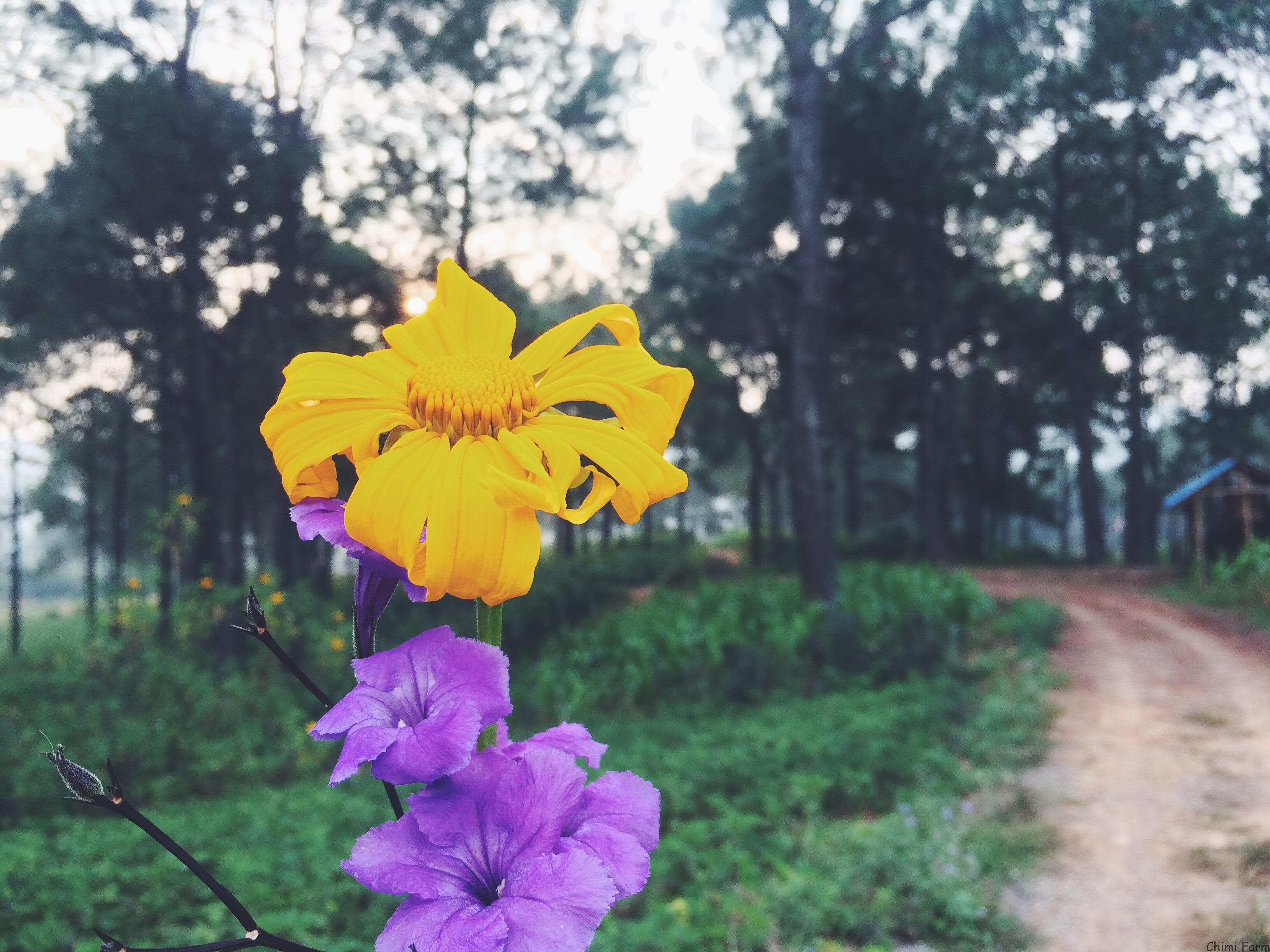 Dã quỳ Mộc Châu là một loài hoa dại của núi rừng Tây Bắc
