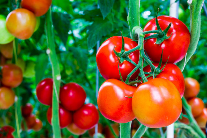 Cà chua cũng là nông sản sạch nổi tiếng tại Mộc Châu