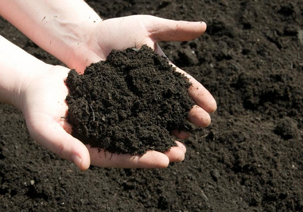 Bạn nên chọn loại đất tơi xốp có nhiều dinh dưỡng
