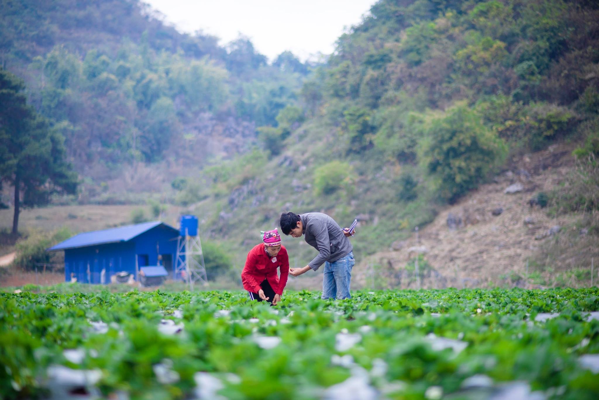 Anh Nguyễn Công Toàn (kỹ sư nông nghiệp) của Chimi Farm đang hướng dẫn công nhân thu hoạch dâu tây