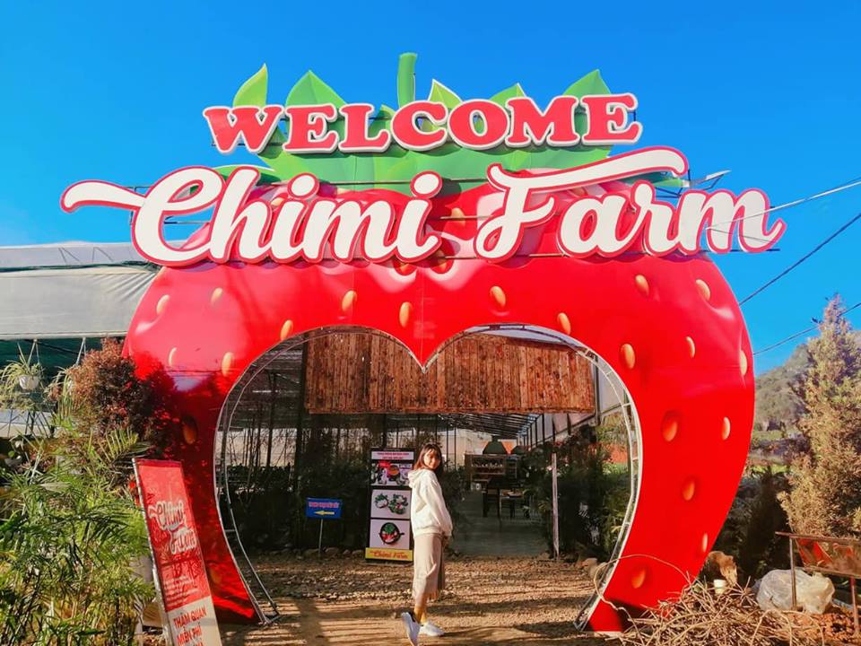 Chimi Farm là trang trại dâu tây lớn nhất miền Bắc