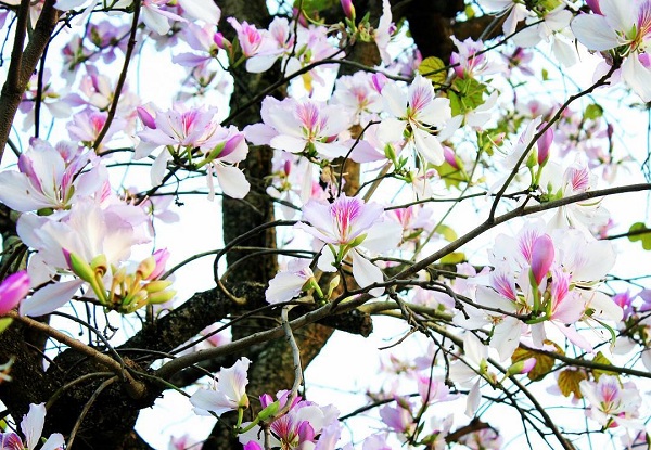 Mùa hoa ban trắng Mộc Châu vào tháng 3 hàng năm