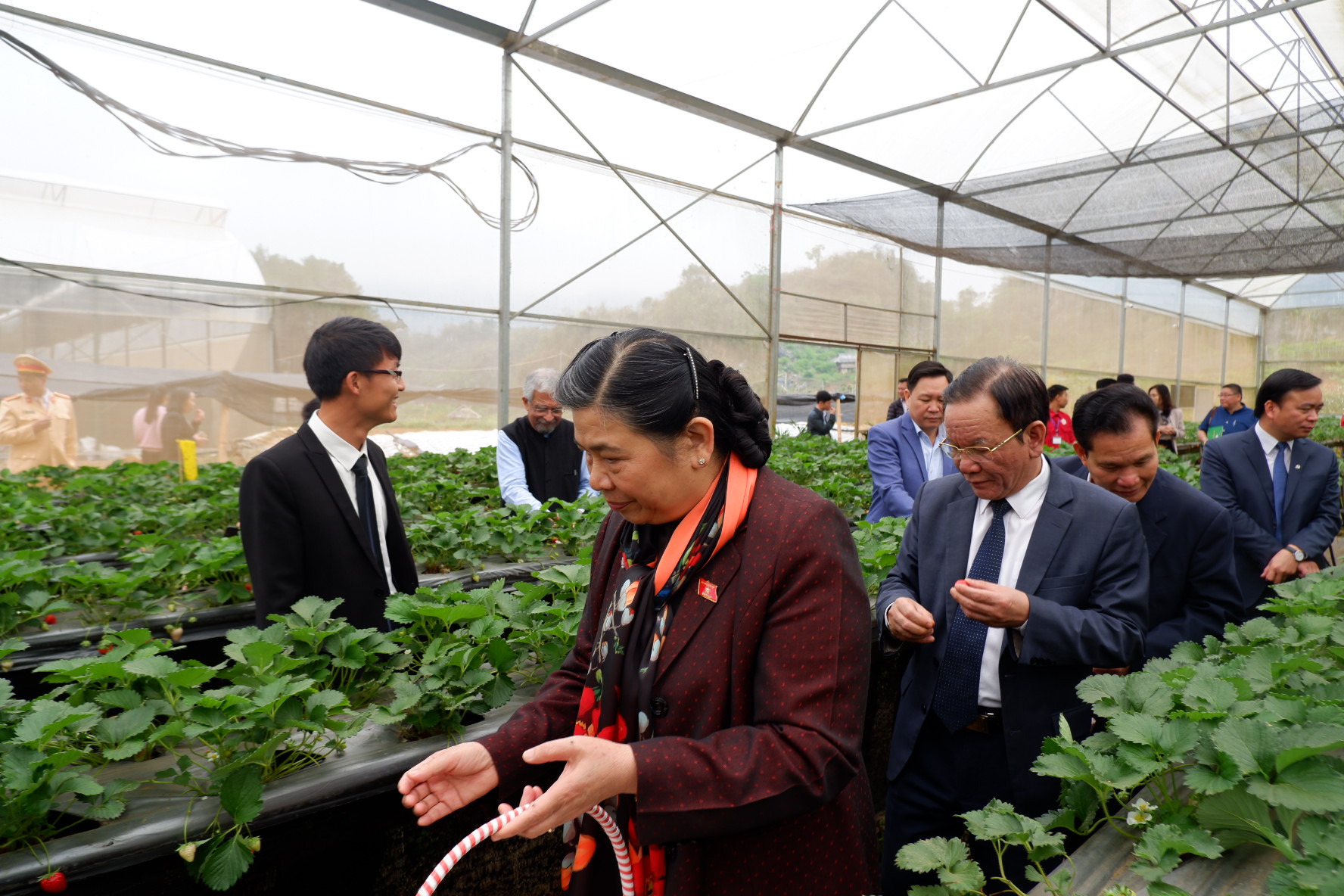 Đ/c Phó Chủ tịch Quốc hội chia sẻ đây là lần đầu tiên được trải nghiệm hái dâu tây tại vườn