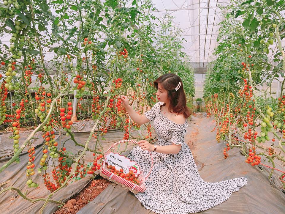 Vườn cà chua sai trĩu quả đỏ mọng từng chùm như chùm nho