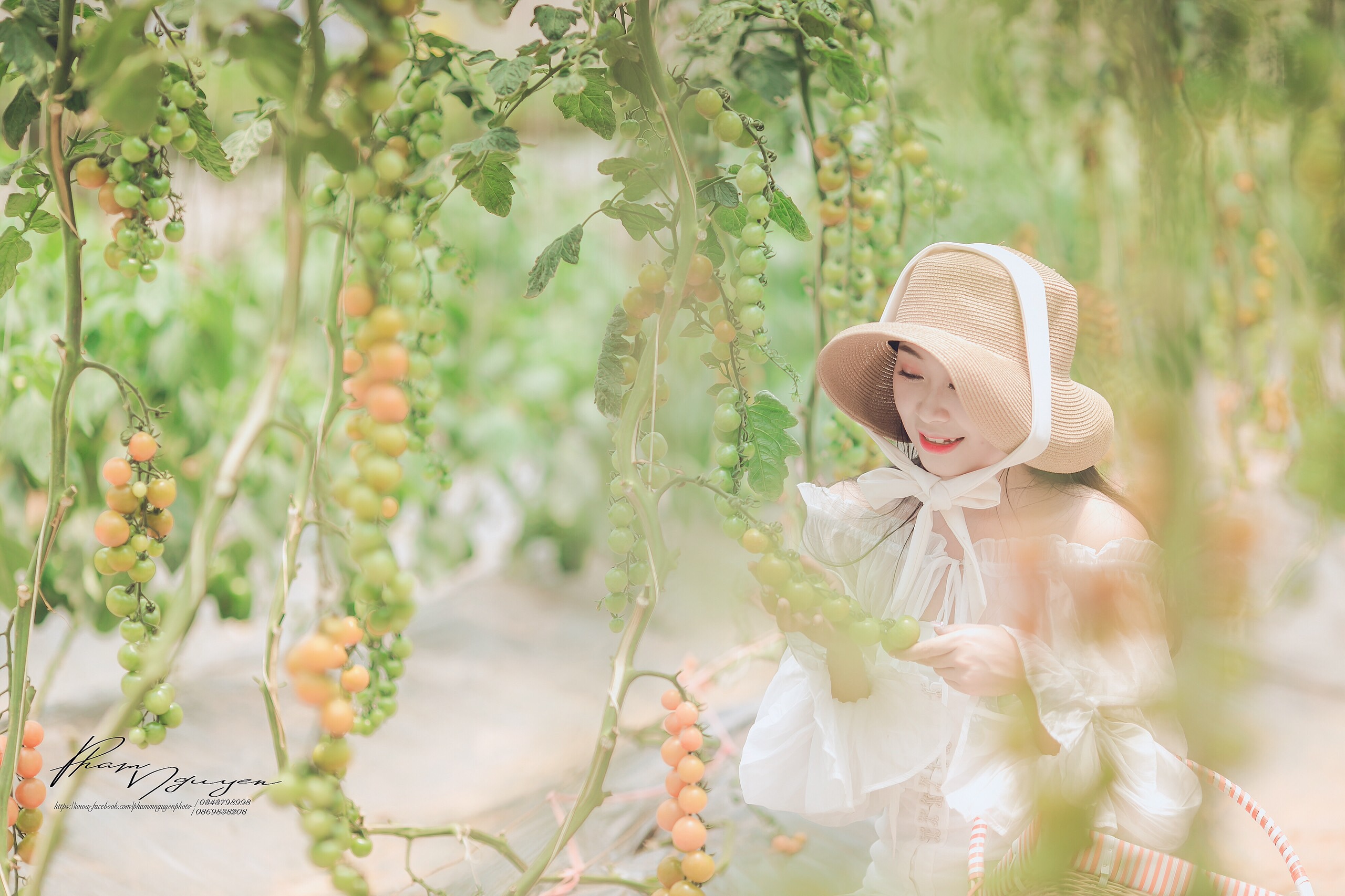 Mách nhỏ cách trồng cà chua cherry sai trĩu quả của Chimi Farm