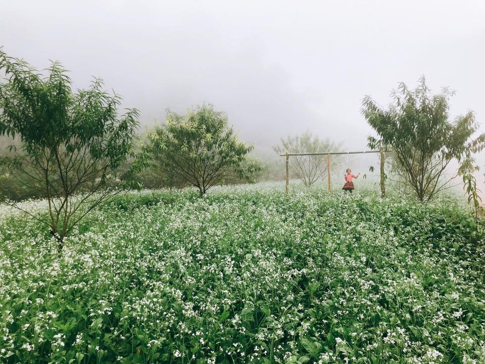 Hoa cải trắng tinh khôi tại Mộc Châu tháng 11 
