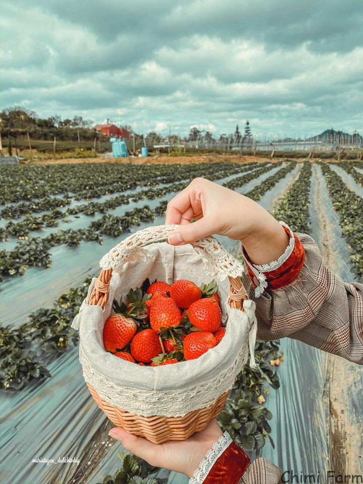 Chimi farm là hệ thống nông trại trồng dâu tây có diện tích lớn nhất Việt Nam