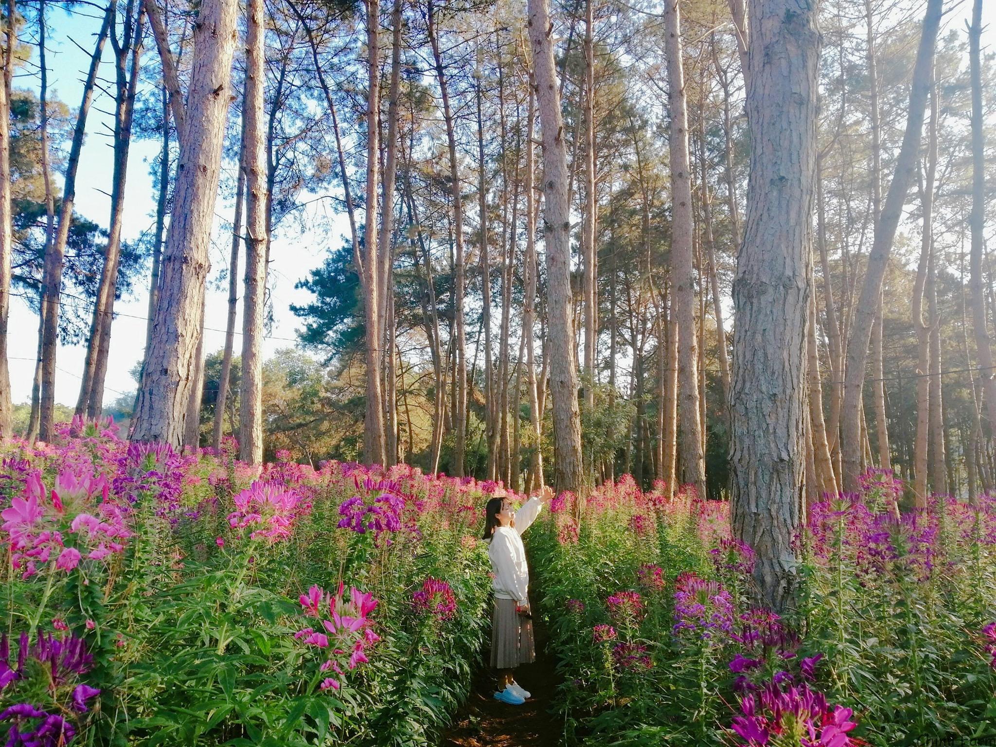 Vườn hoa cẩm tú cầu của Chimi Farm là điểm check-in thu hút du khách