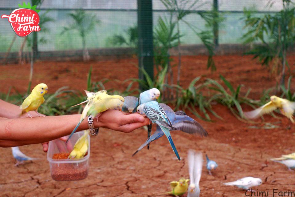 Du khách có thể trải nghiệm tự tay cho chim ăn