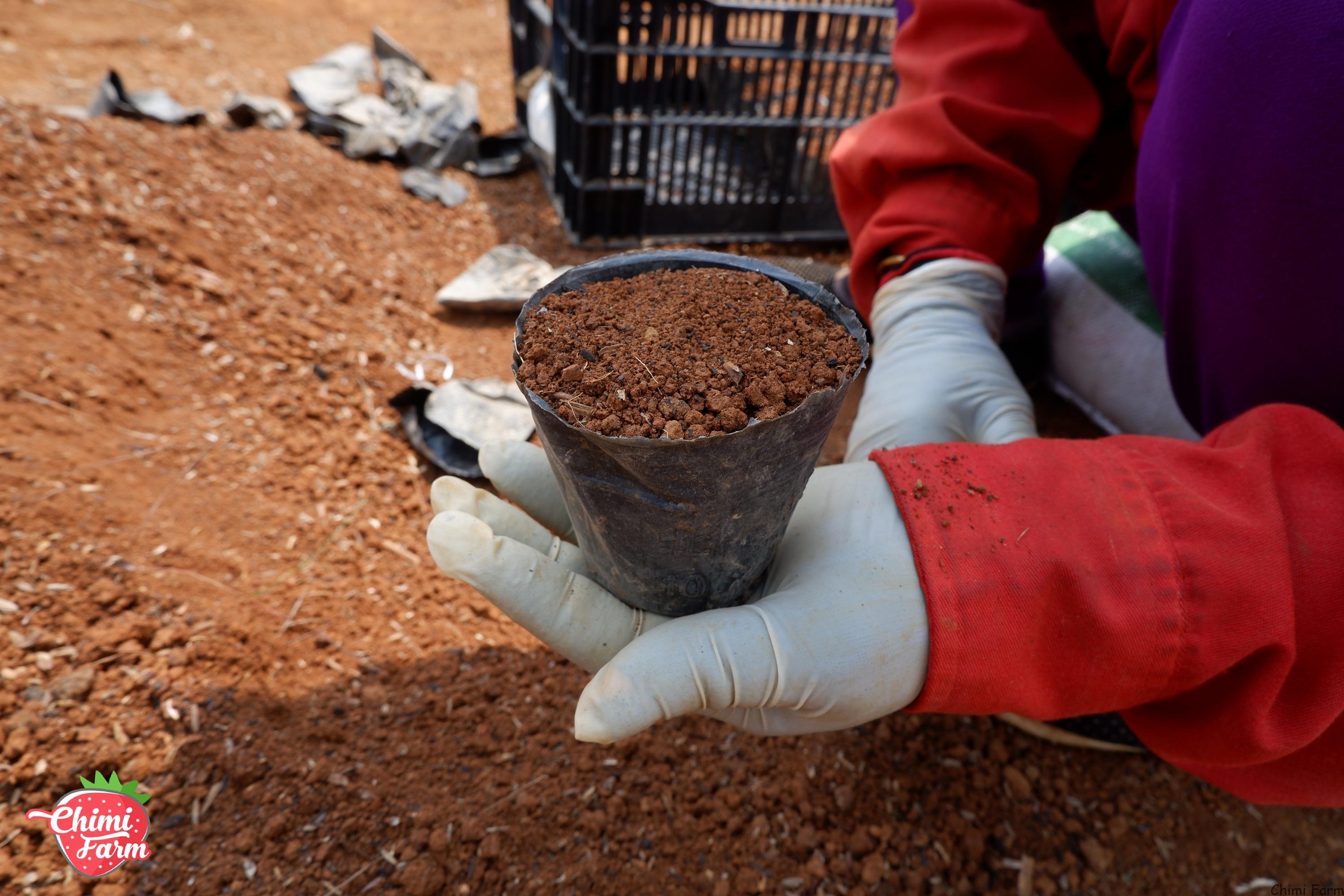 Hỗn hợp đất, trấu hun và xơ dừa để chuẩn bị tách ngó dâu tây