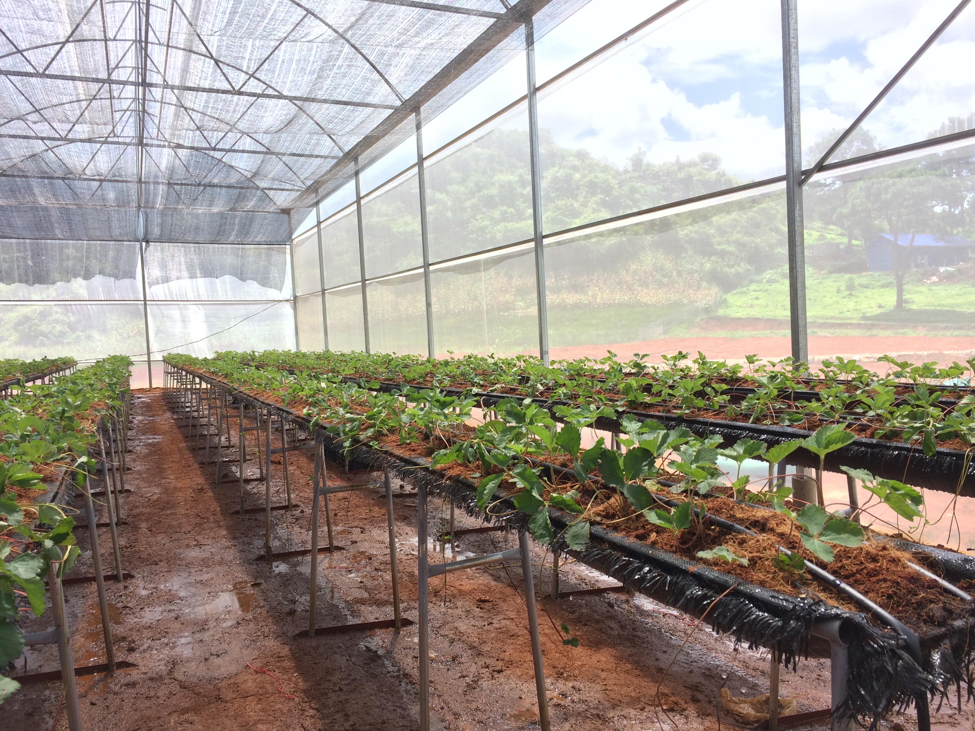 Phương pháp trồng dâu tây tại nhà diện tích lớn của Chimi Farm