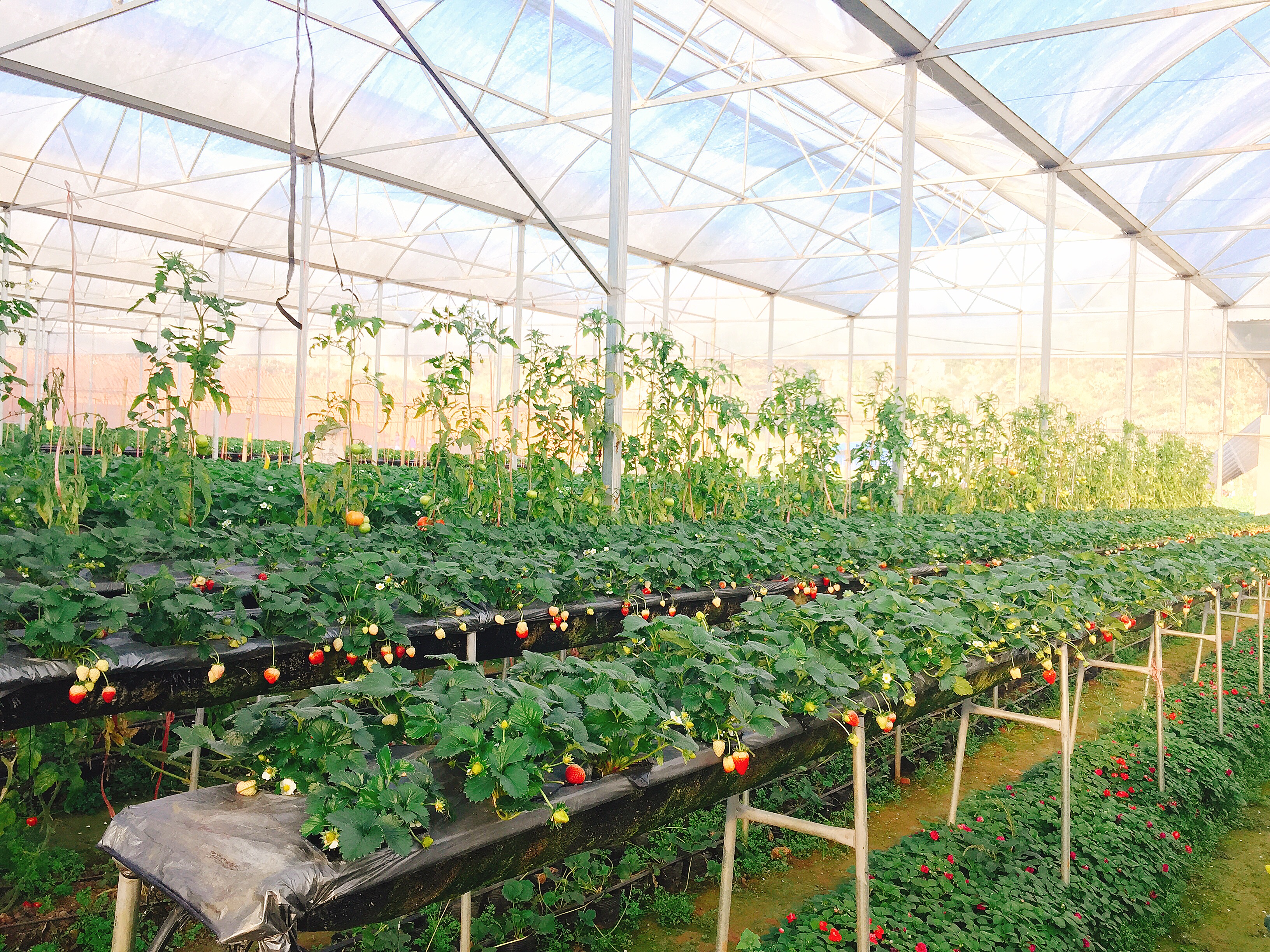 Hệ thống nhà kính bán thủy canh trồng dâu tây của Chimi Farm