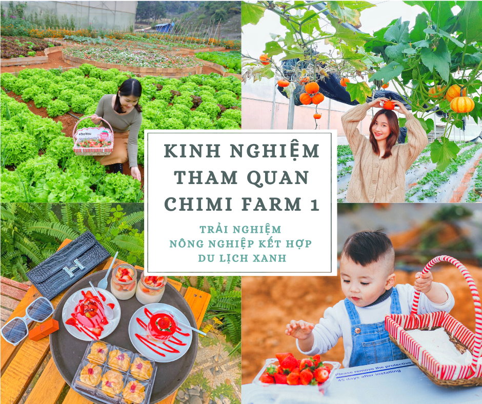 Kinh nghiệm tham quan Chimi Farm 1 - Nông trại Chimi