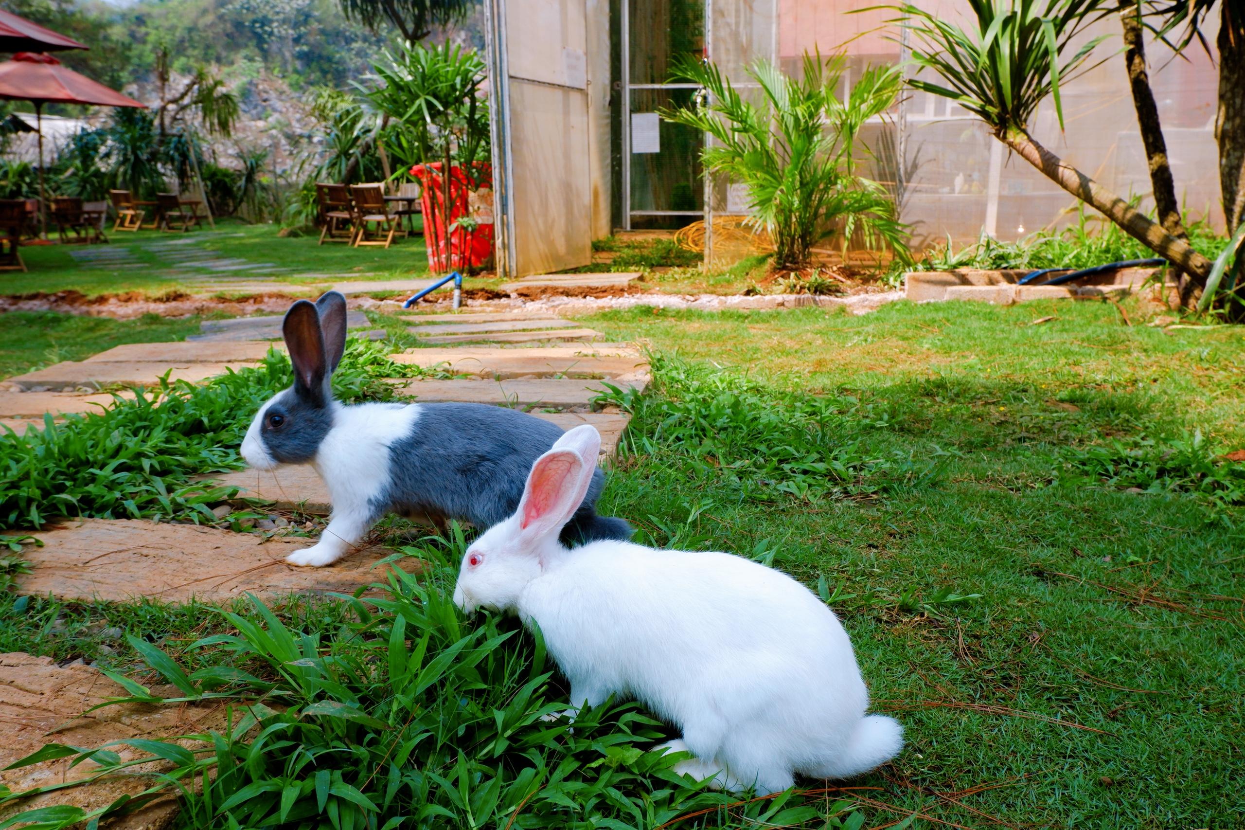 Những bé thỏ đáng yêu của Chimi Farm