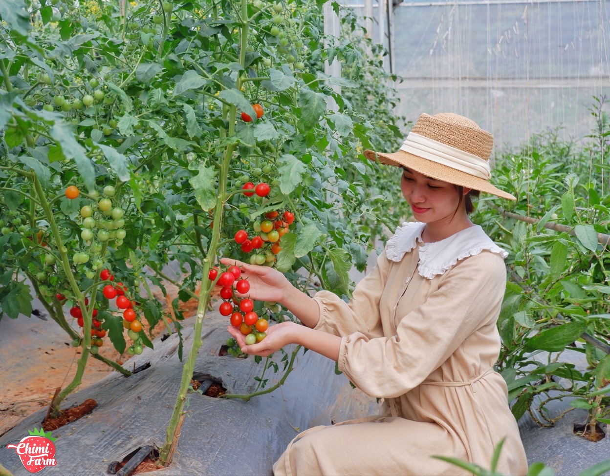 Vườn cà chua cherry sai trĩa quả - Hướng dẫn đường đi đến Chimi Farm 1
