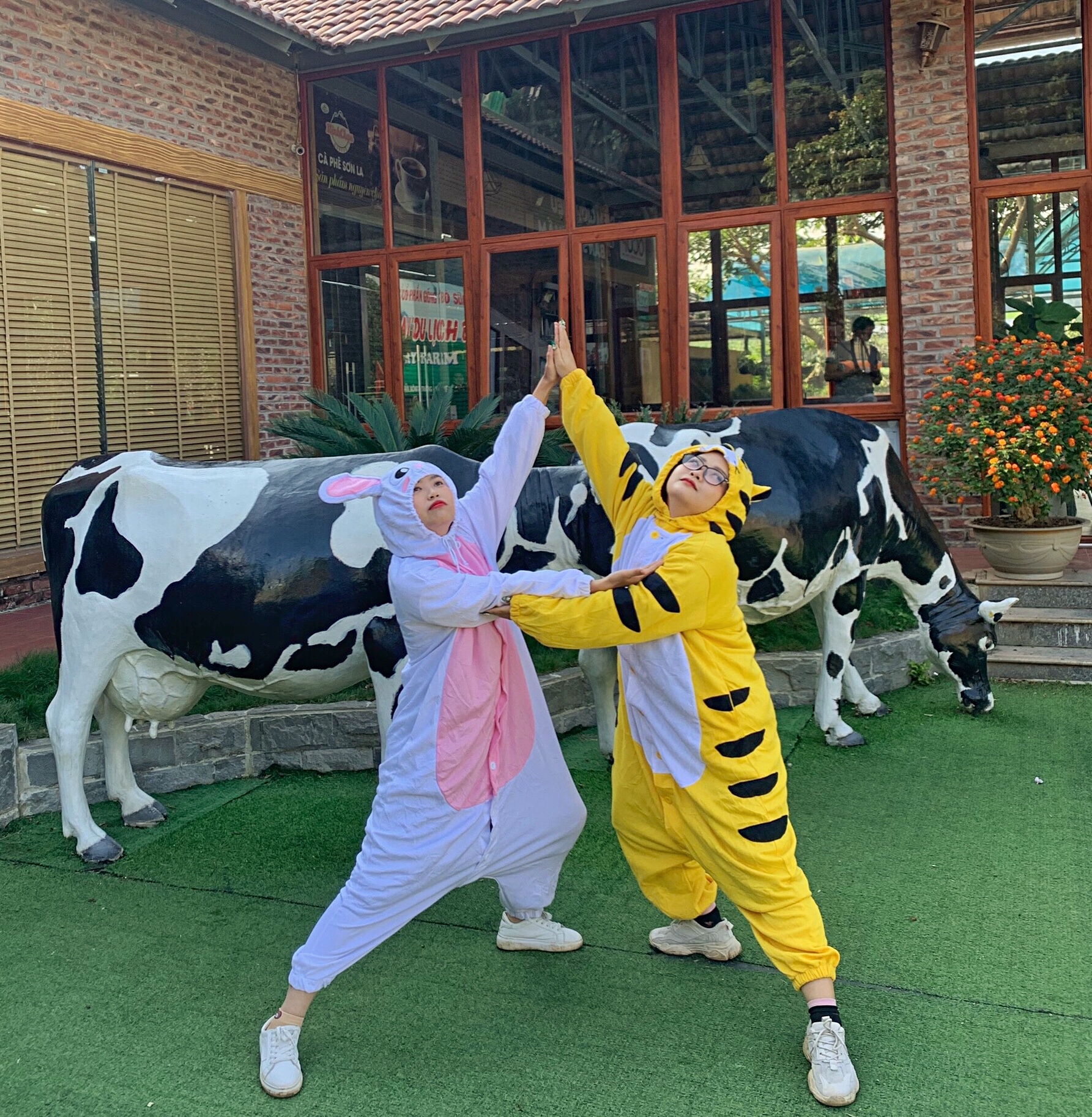 Hổ và thỏ đến thăm trang trại bò sữa Dairy Farm