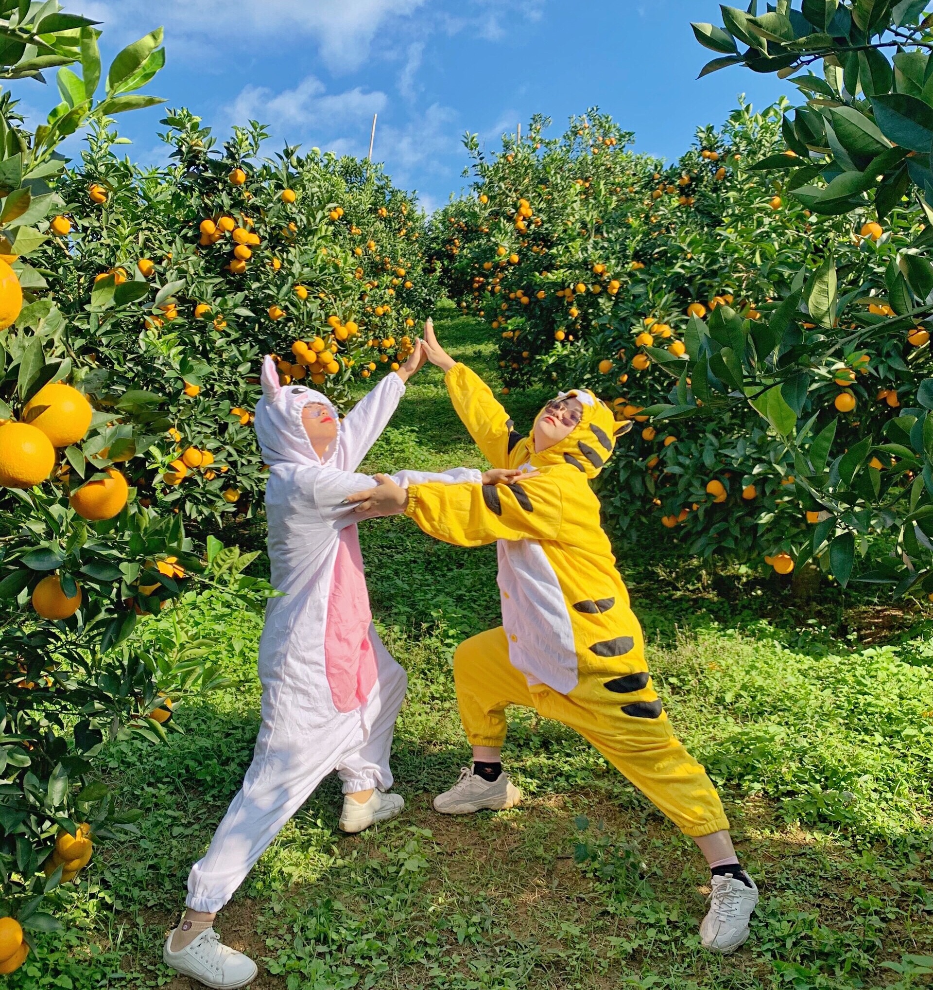 Vườn cam Mộc Châu đang rộ quả thu hút rất nhiều du khách đến check-in