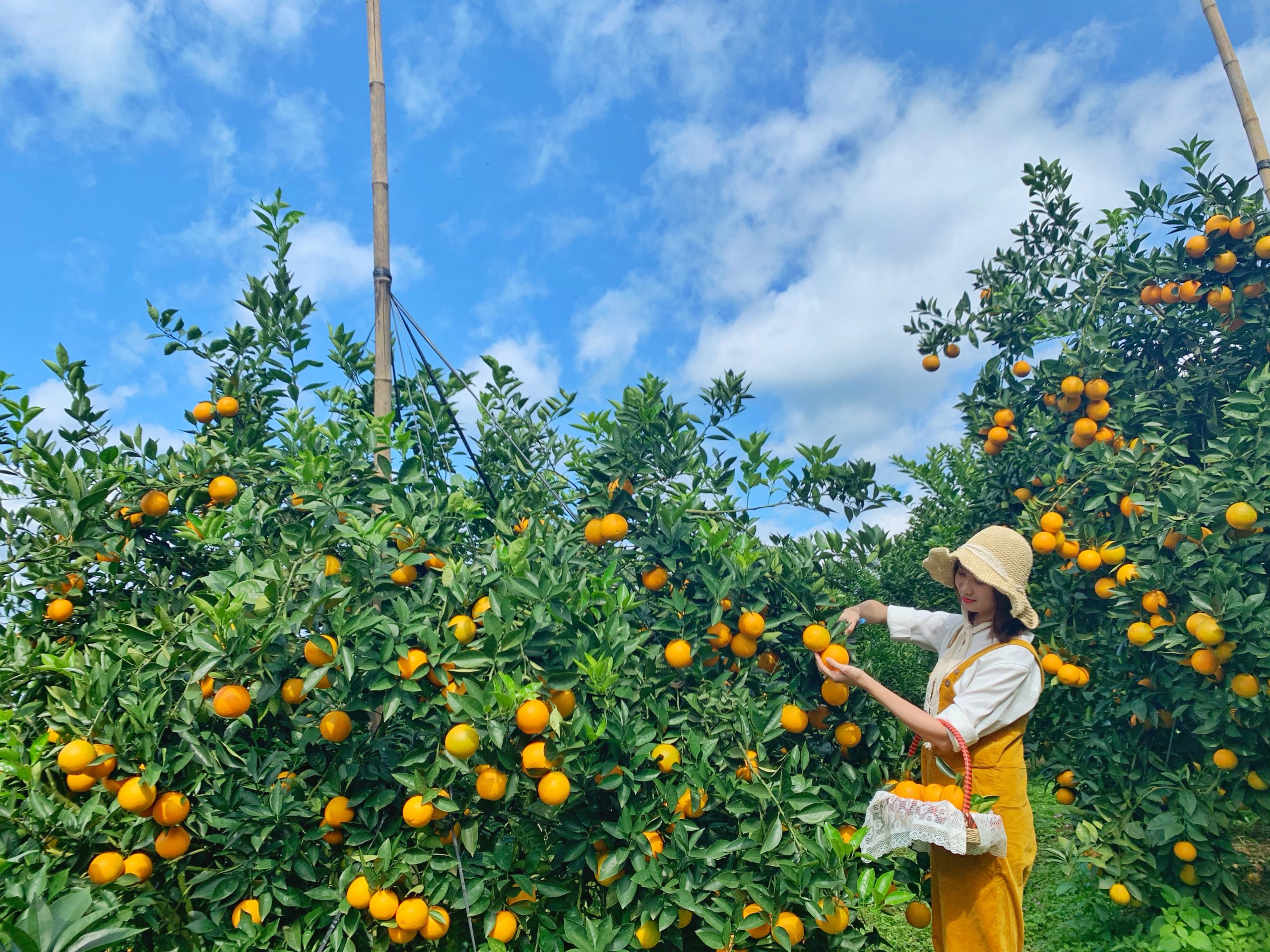 Bạn sẽ được trải nghiệm một ngày làm nông dân tại các vườn cam Mộc Châu