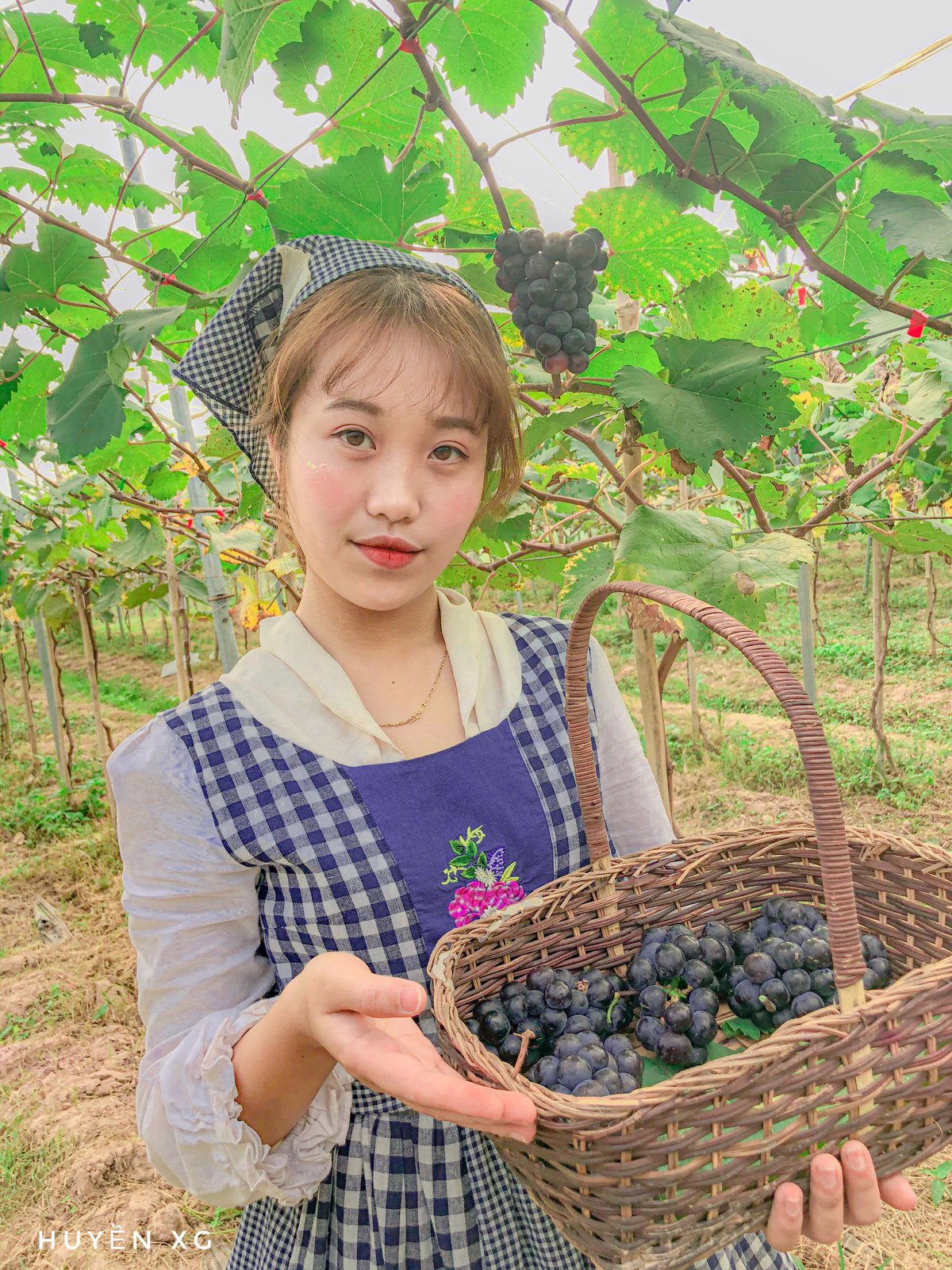 Chimi Farm Nhat Tan Vineyard is attracting tourists in Hanoi