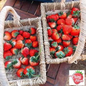 01 Hái dâu tây Chimi Mộc Châu 4