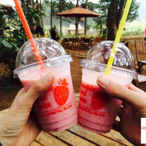 04 Hái dâu tây Chimi Farm Mộc Châu 3