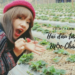 Hái dâu tây Mộc Châu