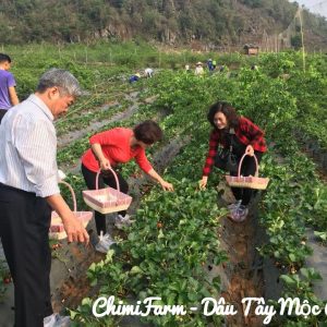 Hái dâu tây Mộc Châu tại Chimi Farm 1