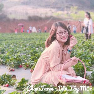 Hái dâu tây Mộc Châu tại Chimi Farm 5(1)