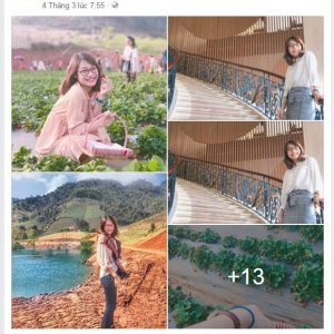 Hái dâu tây Mộc Châu tại Chimi Farm 7