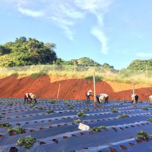 Trồng dâu tây tại Chimi Farm