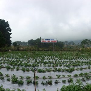 Toàn cảnh khu A của trang trại dâu tây