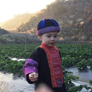 Trải nghiệm hái dâu tây Chimi Farm của nông dân nhí
